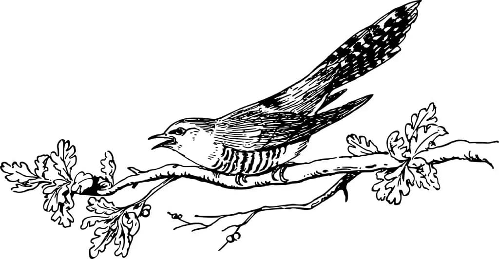 Vintage black and white illustration of a cuckoo bird sitting on a branch with leaves, symbolizing the origin of the word “cuckold.”